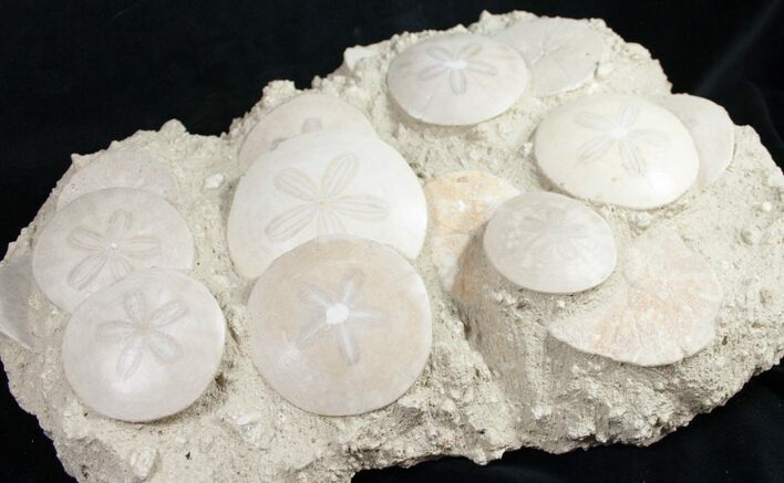 Fossil Sand Dollar Cluster From France - x #11050
